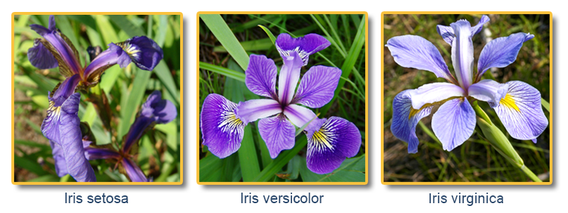 iris flower data set
